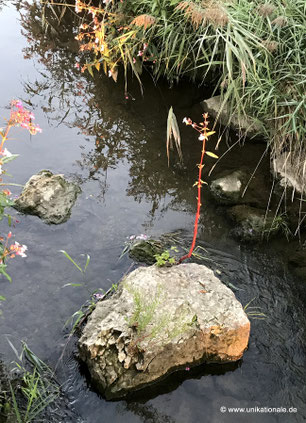 Pflanze an einem Stein mitten im Fluss Abens (2)