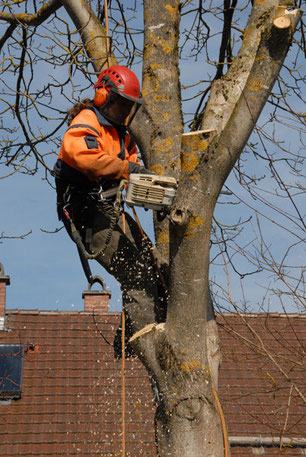 Stückweise Zerlegung eines Baumes mit Seilklettertechnik