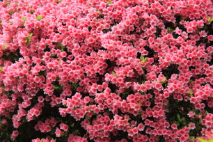 山のホテルでつつじ観賞②