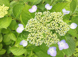 癒しの和エステ「心美」の庭の額紫陽花