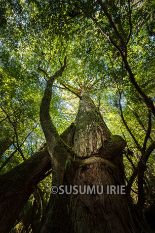 鹿児島県　屋久島