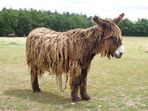 definition equide baudet du poitou