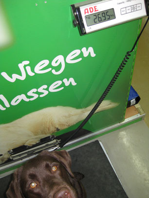Toni auf der Waage im Fressnapf-Geschäft