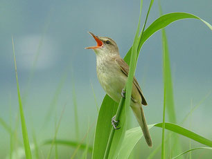 ・2007年6月24日　新川耕地