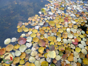 Un étang à l'automne en Corrèze