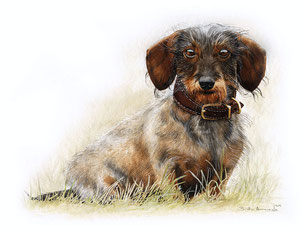 Haustier Portrait nach Foto Hund Aquarell 