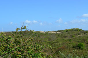 Dünenlandschaft De Banjaard