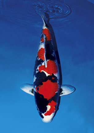 原色淡水魚図鑑 コレクションボックス限定 大正三色(錦鯉)(錦鯉 原色淡水魚図鑑 コレクションボックス限定 大正三色(錦鯉)(錦鯉