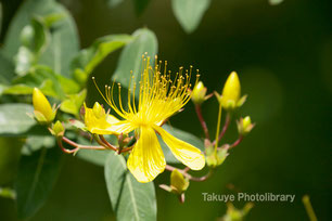 ビヨウヤナギ　沖縄の花