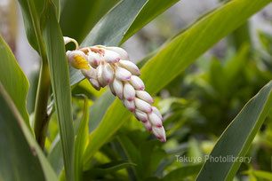 ゲットウ Alpinia zerumbet　沖縄の花