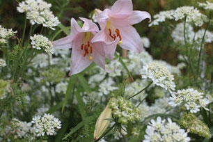Lilium japonicum