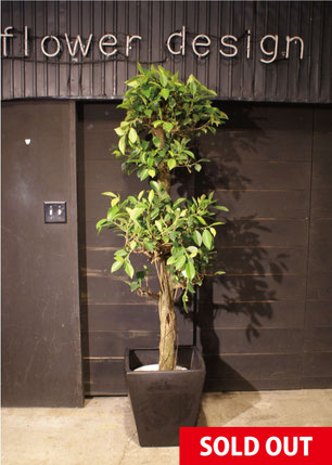 【No.0128】ガジュマルの写真