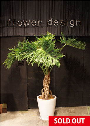 No.0104】セローム - 高田馬場・九段下の花屋シーズン・ハーツ