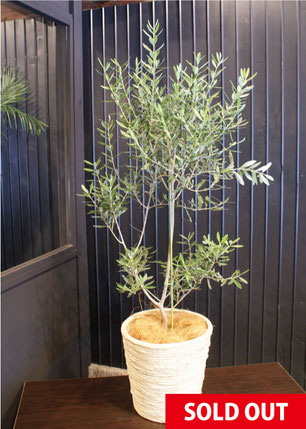 開花中✨ オリーブ チプレッシーノ Lサイズ 観葉植物 calm cafe 開花中✨ オリーブ チプレッシーノ Lサイズ 観葉植物 calm cafe