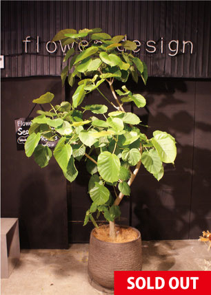 フィカス ウンベラータ 180cm 10号 直線　かご付き　現地取引　長野県 ウンベラータ 10号 | 観葉植物の通販ならHitoHana（ひとはな）