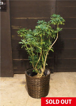 No.0121】シェフレラ・コンパクタ - 高田馬場・九段下の花屋シーズン