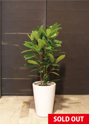 No.0040】フィカス・キアティスティプラ - 高田馬場・九段下の花屋