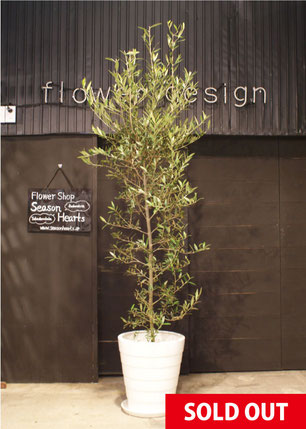 オリーブの木　ピッチョリーネ　7号　約105cm　NO.512　人気品種　一点物 オリーブの木 ピッチョリーネ 7号 約105cm NO.512 人気品種 一点物