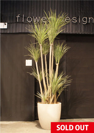 現品　ドラセナ　コンシンネ　ホワイボリー　2番　観葉植物　特大　インテリア　室内 ドラセナ・コンシンネ・ホワイボリー L | 観葉植物の通販 AND