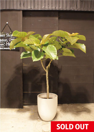 【現品・現地取り限定】フィカス ウンベラータ　超美品！希少！約200cm 現品・現地取り限定】フィカス ウンベラータ 超美品！希少！約