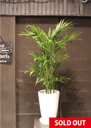 観葉植物 本物 メキシコ ケンチャヤシ 7号鉢 鉢カバーオプション