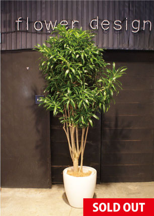 ドラセナ・ソングオブ・ジャマイカ１・自然なカーブの曲がり仕立て ドラセナ・ソングオブ・ジャマイカ1・自然なカーブの曲がり