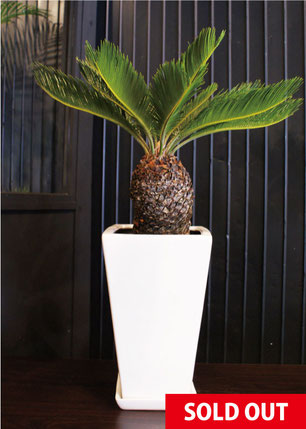 9】ソテツ 約60cm（観葉植物】ソテツ(蘇鉄)の育て方｜株分けの