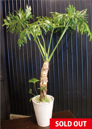 【売約済み】[植物売ります] セローム 売約済み】[植物売ります] セローム