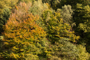 Wald Sauerland