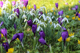 Frühlingsblumen