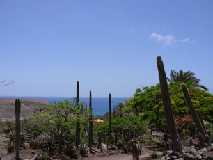 Canarische Eilanden Fuerteventura Zon Winterzon Zee Cactus
