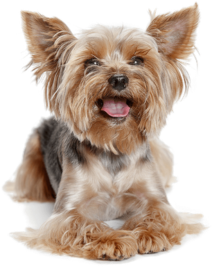 Image animaux detourée transparent sur fond blanc fiche chien yorkshire terrier png