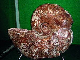 Bild Fossilien