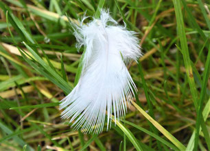 Weiße Feder in Engelform im grünen Gras