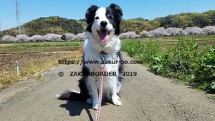 ⒸＺＡＫＵＲＢＯＲＤＥＲ（サクールボーダー）２０１９　ホームのページで使用画像の一つ