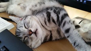 春の猫の昼寝
