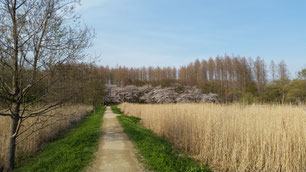 一本道に桜咲く