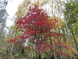 八ヶ岳　紅葉