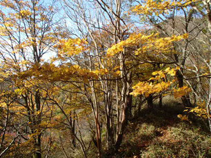 茅ヶ岳　紅葉情報