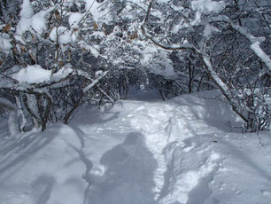 入笠山　スノーシュー　ガイド