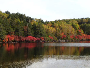 八ヶ岳　紅葉