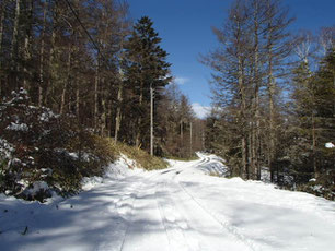 入笠山　積雪情報　スノーシューハイク