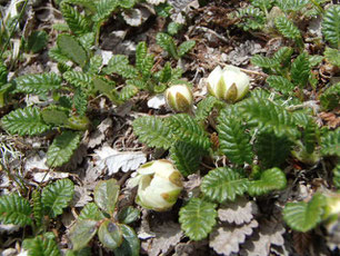 八ヶ岳　高山植物　開花情報