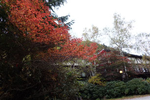 八ヶ岳　紅葉情報　2025