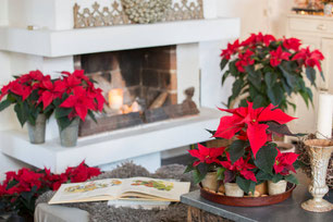 Le Poinsettia, l'Étoile de Noël.