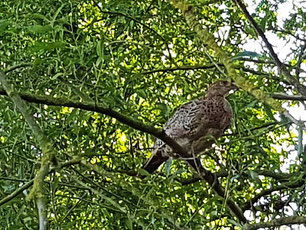 Ausgewilderter junger Fasan - Foto Helge Schäfer