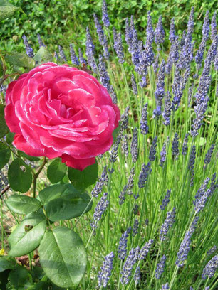 Lavendel Seminar