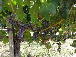 Vignes Château Lambert
