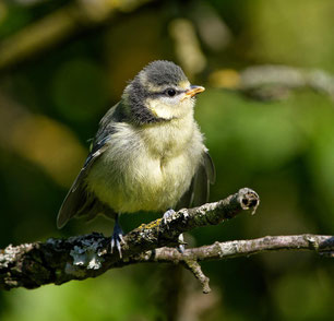 Blaumeise (Jungvogel), Premek Hajek