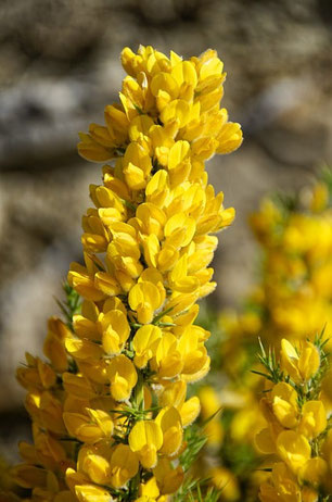 Gorse, Ajonc, Fleurs de Bach